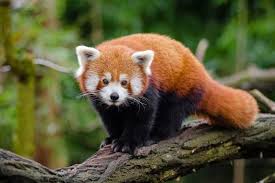 Darjeeling & Lamahatta Tour Package - 3 Nights / 4 Days - Image 1