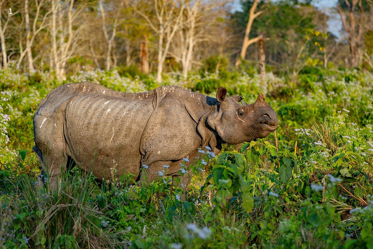 Kalimpong & Dooars Tour Package - 4 Nights / 5 Days - Image 1